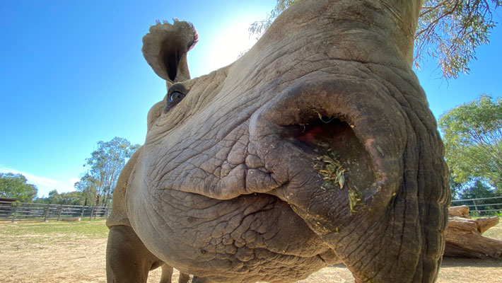 Black Rhino Kufara