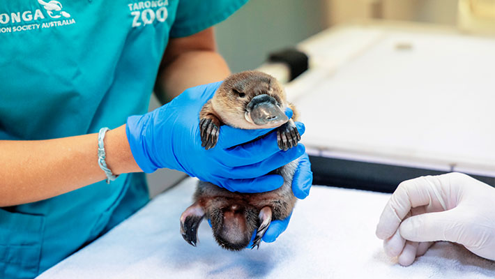 Juvenile Platypus 