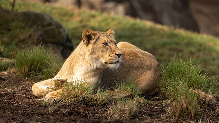 Lion
