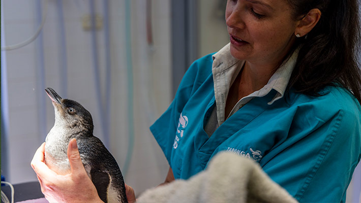 Penguin at Taronga Zoo