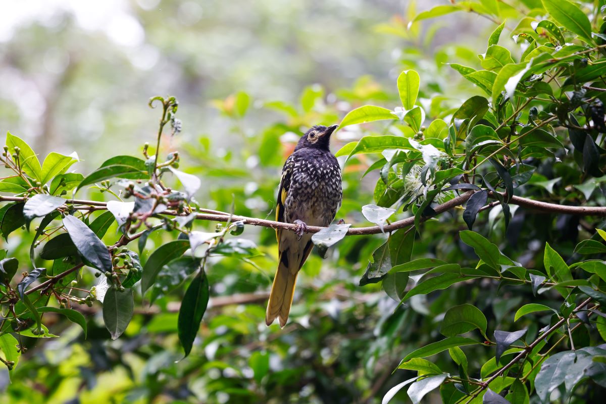 Regent Honeyeater