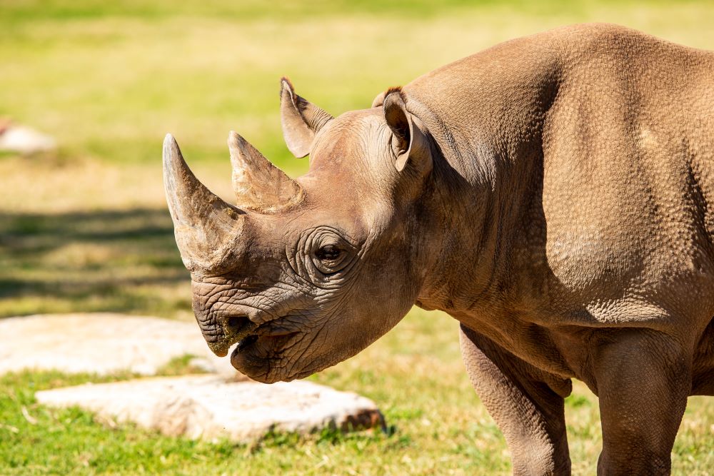 Black Rhino