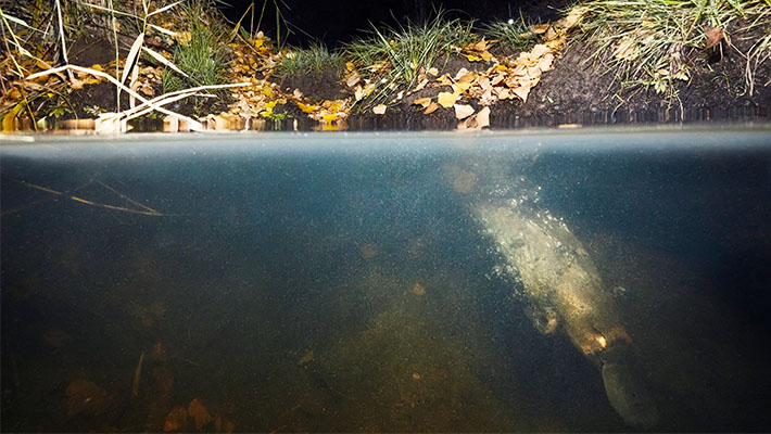 Platypus release