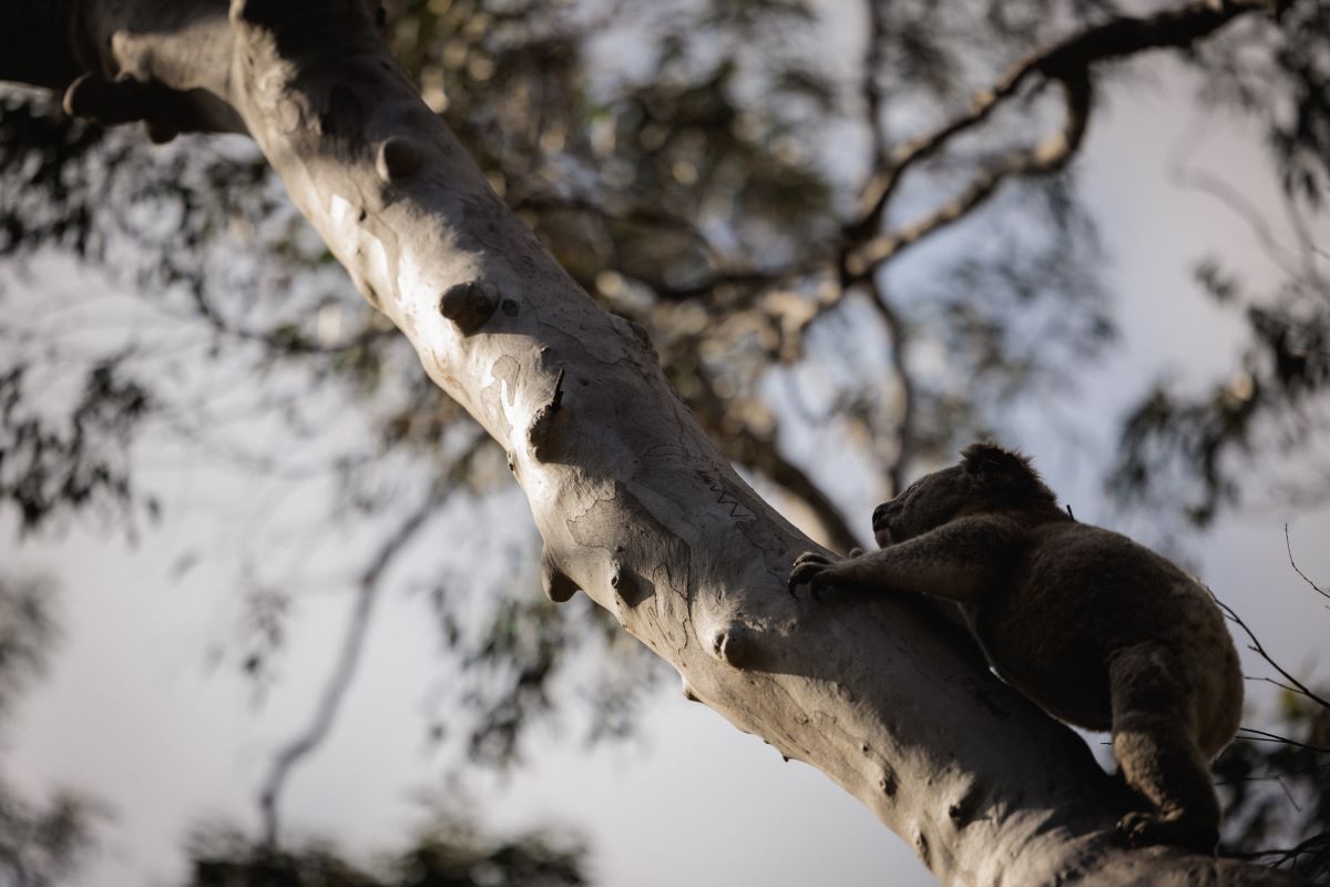 Koala